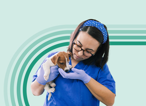 Vet tech holding brown and white puppy.