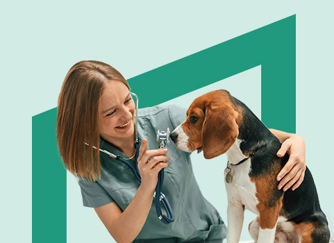 veterinary worker examining a beagle.